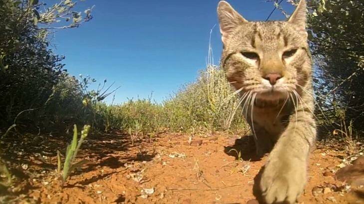 More than two million feral cats now cover 99.8 per cent of Australia. Photo: Hugh McGregor