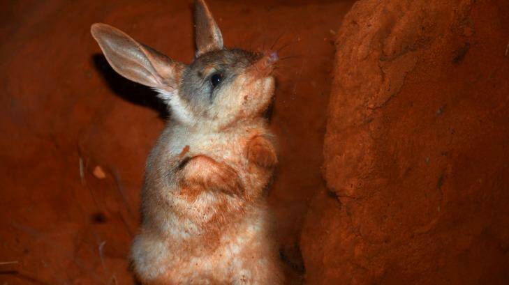 Feral cats can get a taste for certain animals like the bilby and hunt them until there are none left even when other prey is present. Photo: Robert Dockerill