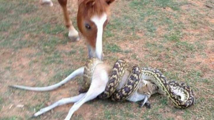 This scrub python was spotted eating a large wallaby at a property near Cairns. Photo: Bernie Worlsfold