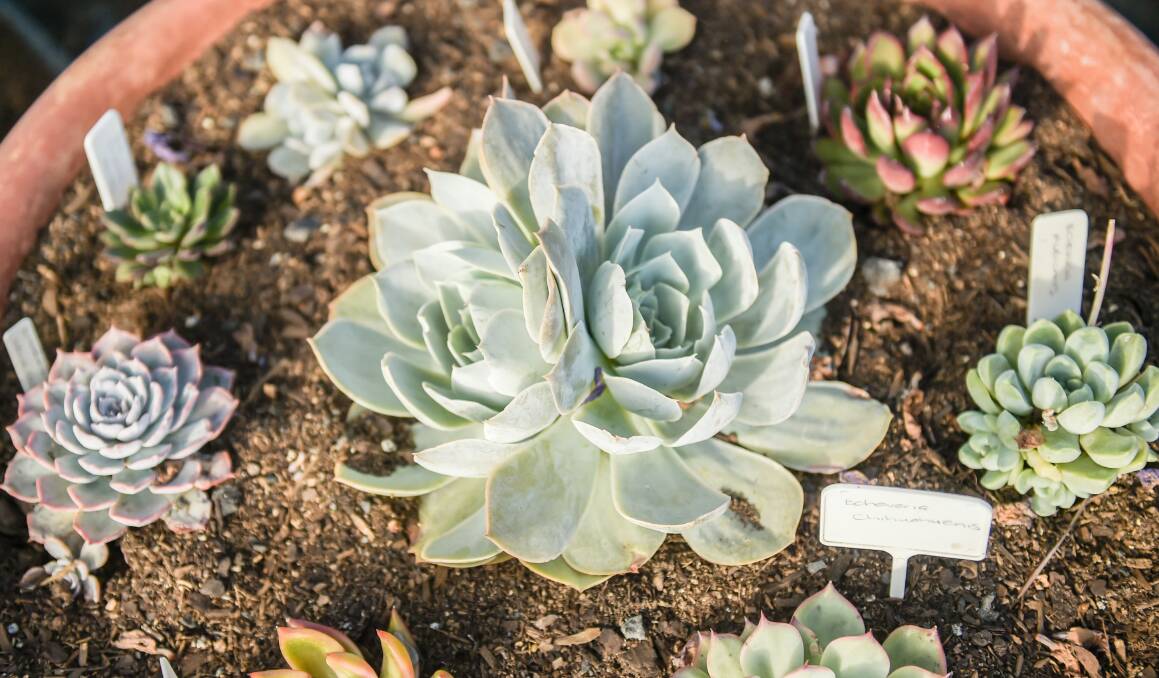 In Bronwyn's own collection is this Echeveria Domingo, which changed as it was growing and developed two heads.