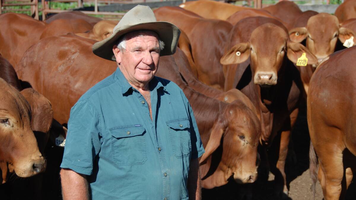Cattle breed society president Jim Edwards, Barlyne Pastoral, Gayndah with a mob of Queenslander bulls.