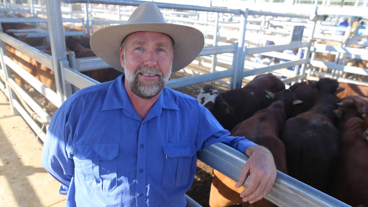 Daryl Mosley with some of the cattle he took to the Emerald sale this morning. 