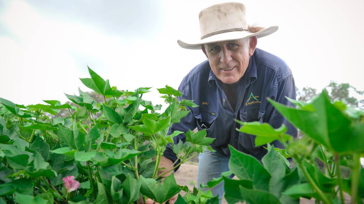 Ross Hutchinson, Roxborough, Baralaba, in the first cotton crop he has grown since flooding devastated his 2010 crop. Photo - Kelly Butterworth.