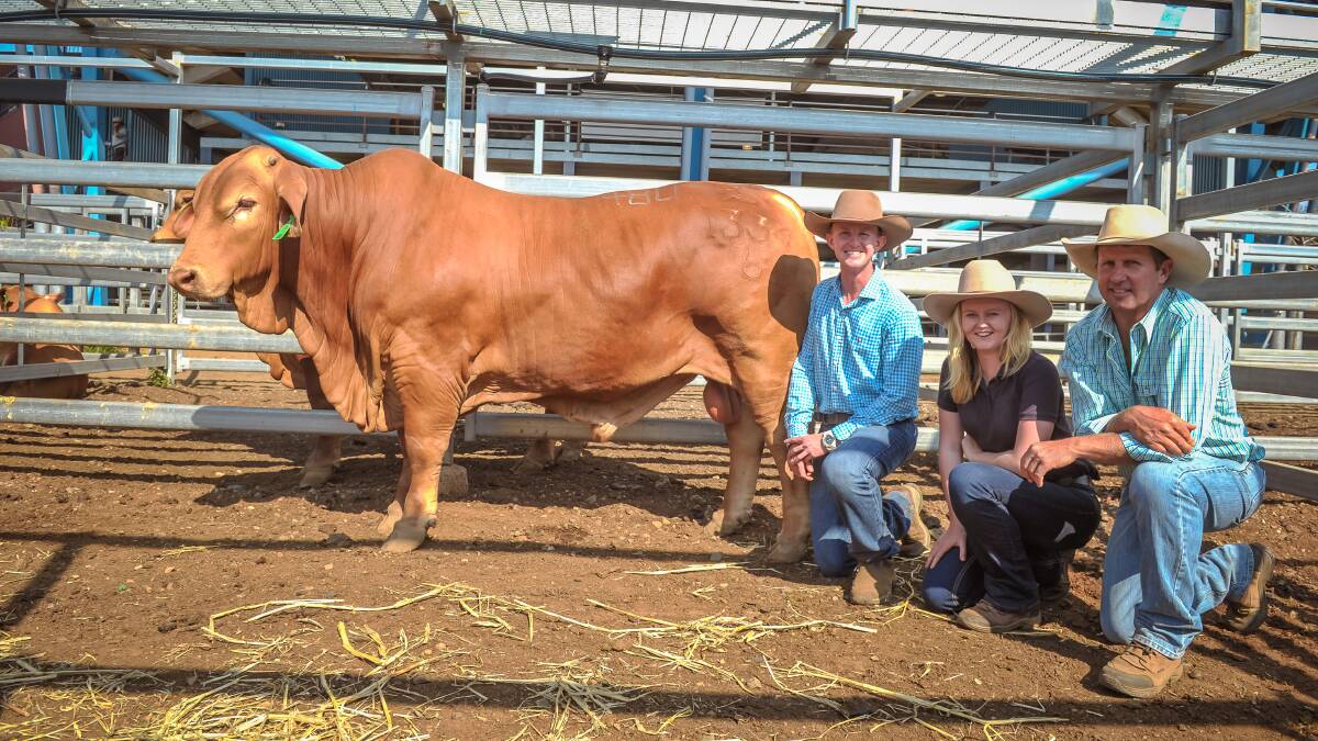 SECOND TOP: Brother and sister duo Simon and Lucy Kinbacher, Garthowen, Biggenden with purchaser Gus McCormack, Clonlara Droughtmaster, Glenmorgan and Garthowen Xavier 2. Photo - Kelly Butterworth.   