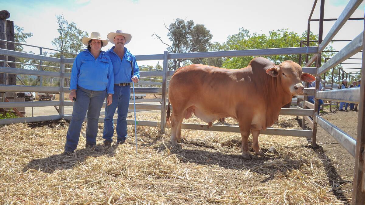 Top priced bull Caldy Diesel with vendors Gerry and Jason Barnard. The bull was purchased for $8000 over the phone to the Atkinson family, Yaamba. 