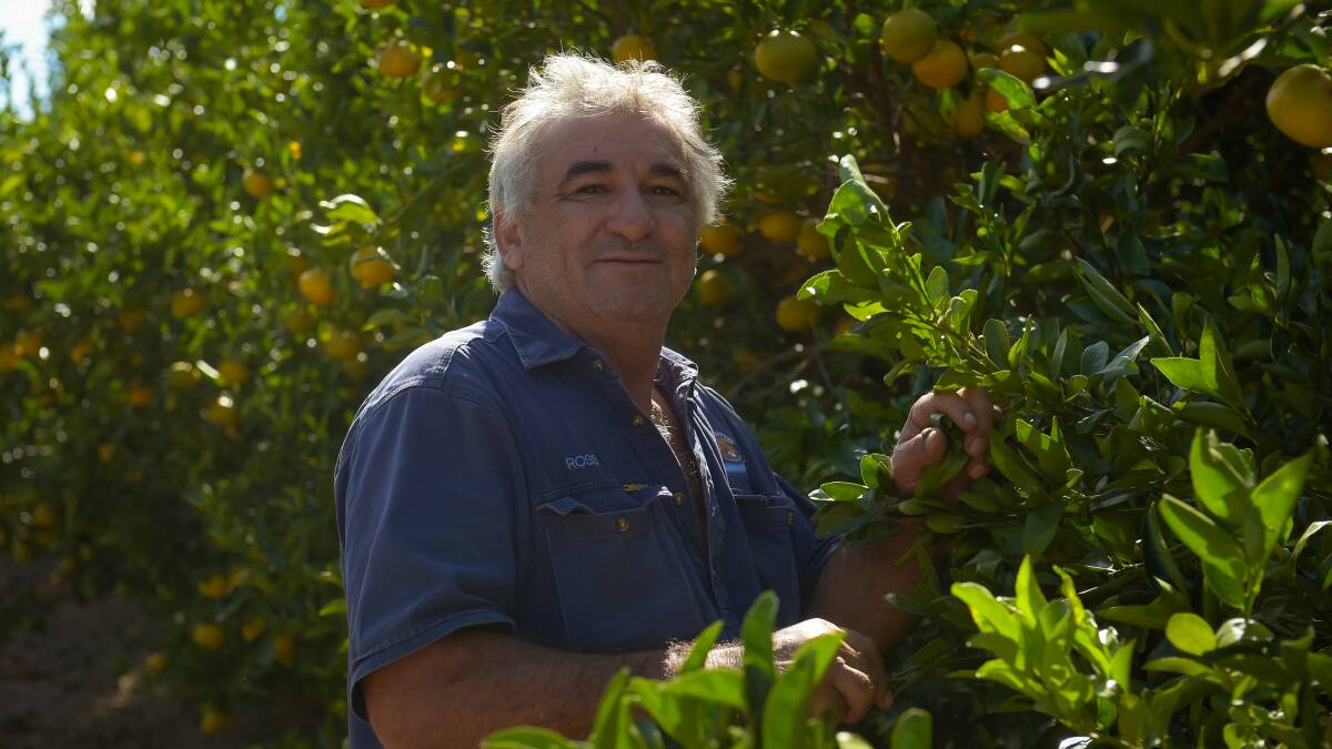 Ross Cordoma with some of this year's mandarin crop. 