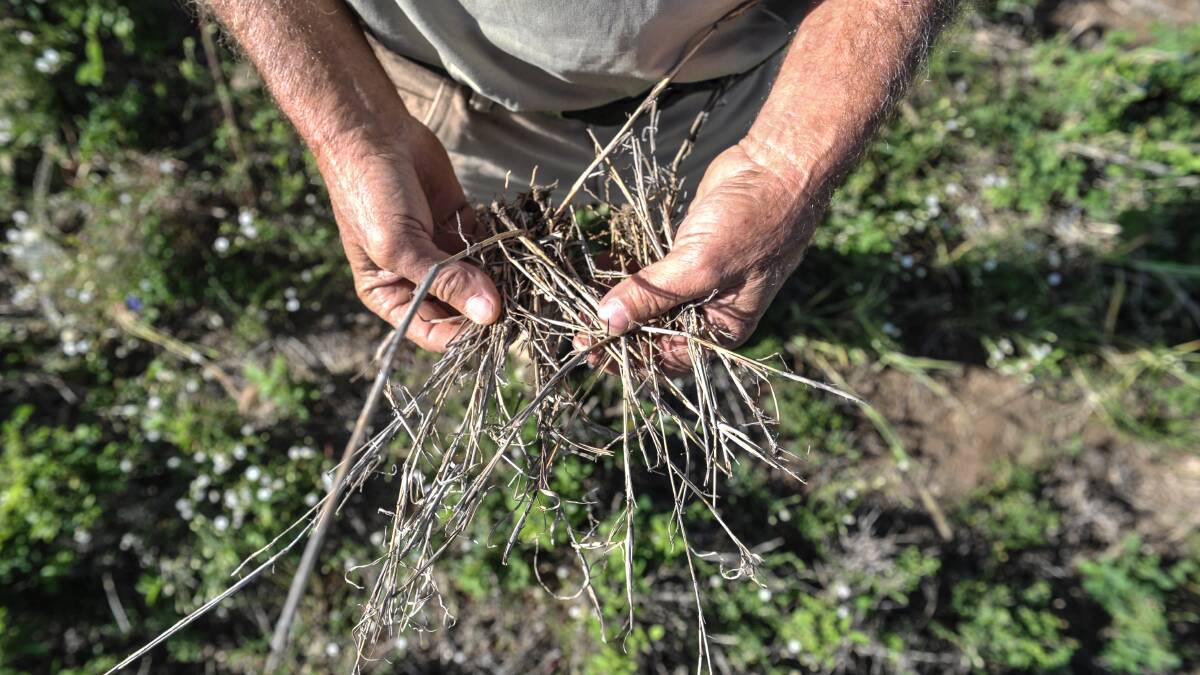 DIEBACK: A survey run by MLA of landholders has indicated that three types of pasture are being affected – Buffel grass, Blue grass and Green Panic.