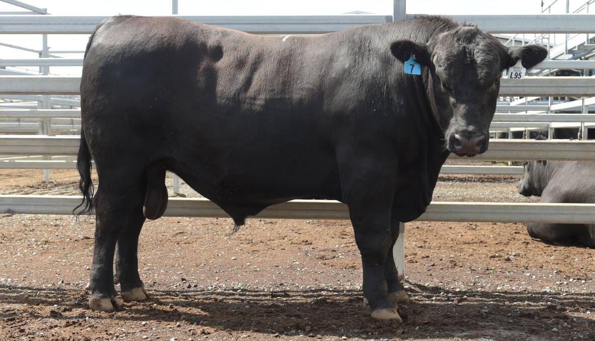 Top priced bull, Hazeldean Laurencho L95, who boasted a scrotal circumference of 39cm, and weighed 950kg.