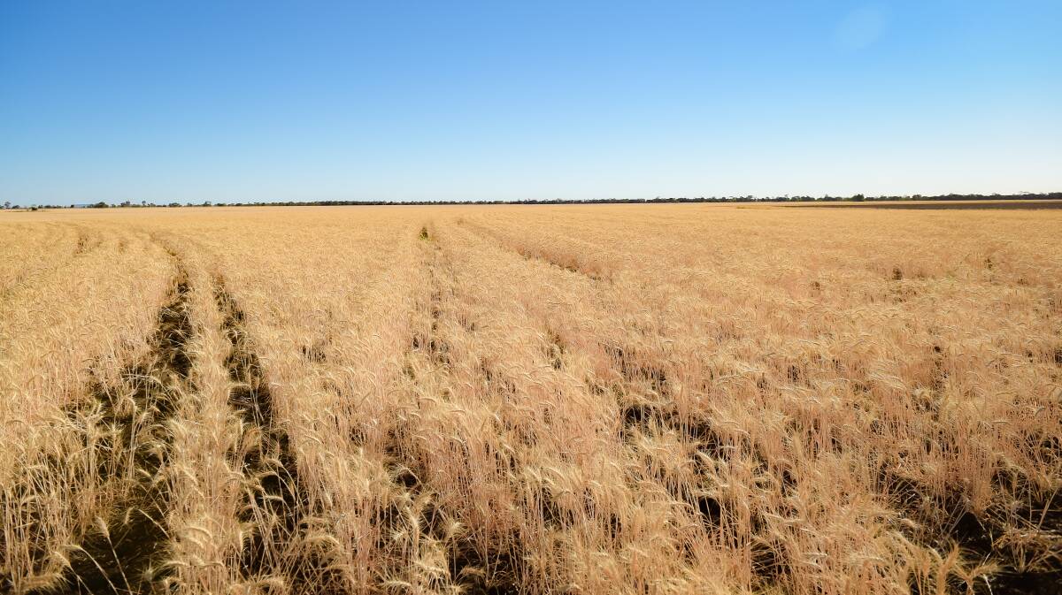 Wheat harvest has begun in Central Queensland. This photo was taken at a Gindie farm. Photo - Kelly Butterworth. 