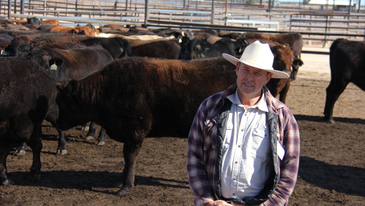 Australian Wagyu Association's Ron Fitzgerald with the Wagyu entries at Grassdale Feedlot.