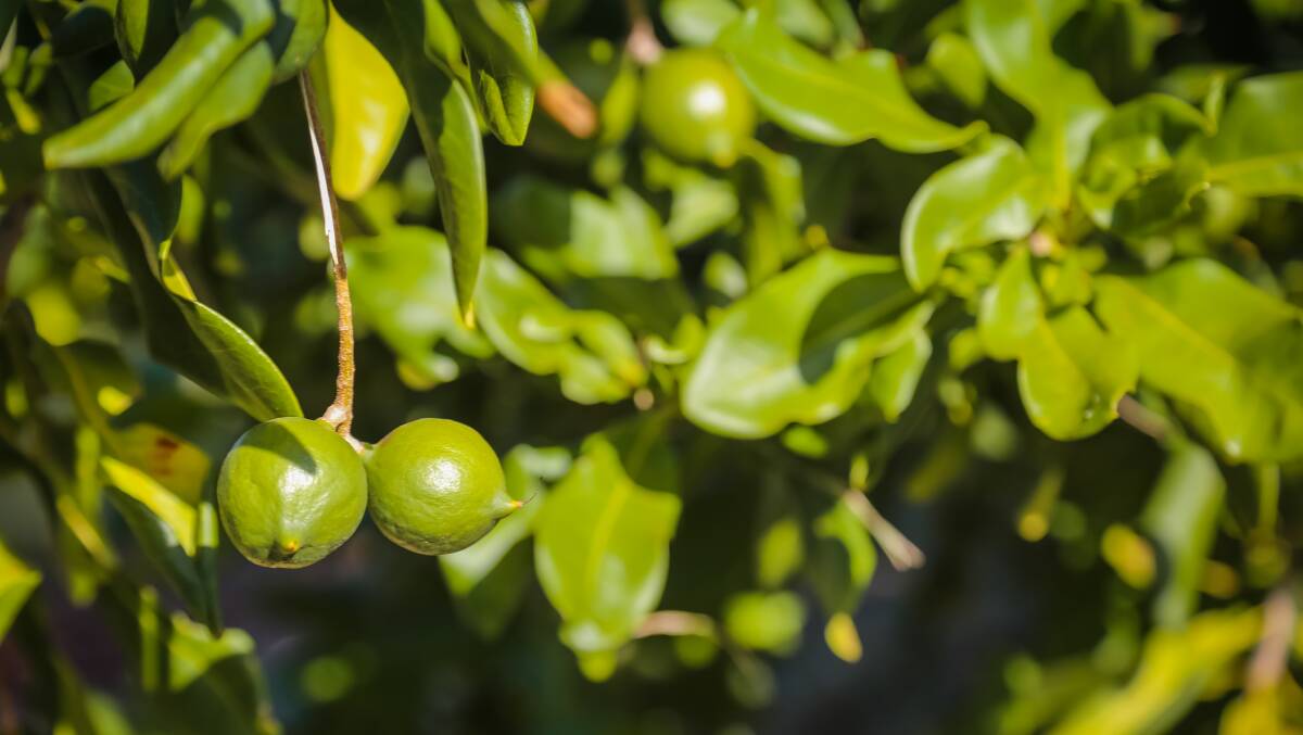 Are macadamias the new superfood? 