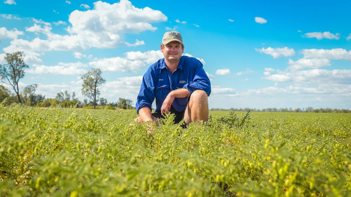 CHICKPEA SUCCESS: Mitchell Wright has been busy spraying chickpea at Boongulla, Springsure. 