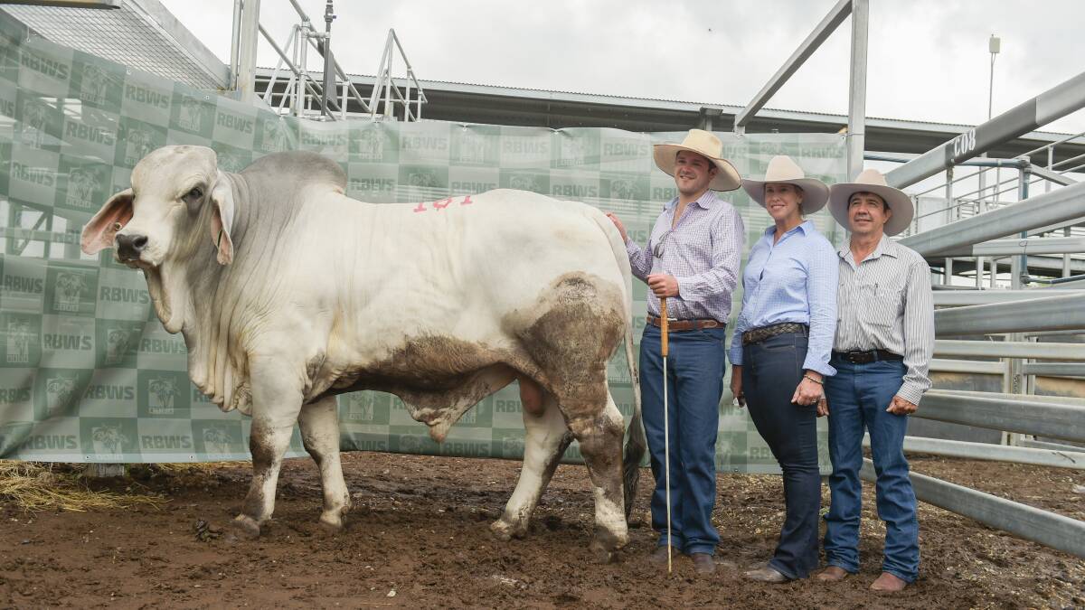 Second top priced bull of the greys was lot 181, Carinya Hayden, who was purchased for $70,000 by Anna and Andrew McCamley, 2AM stud, Dingo, pictured with Carinya's Mitch Kirk (left). Photo - Kelly Butterworth. 
