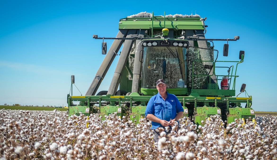 PICKING TIME: Rob Ingram, Avondale, Emerald, picking some of his late-planted cotton. 