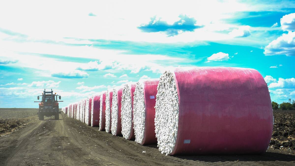 The pink bales all lined up west of Emerald. 