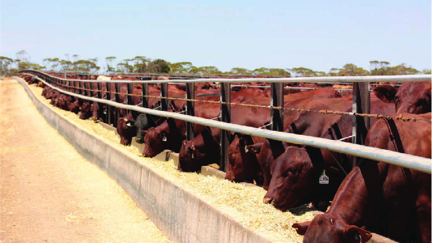 Big spender: Gina Rinehart’s Hancock cattle business has purchased the 8000-head capacity Maydan feedlot at Warwick. 