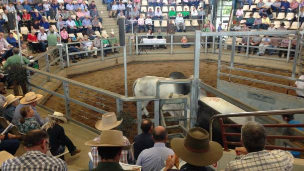 Brahman Week has been kicked off with an $80,000 bang. 