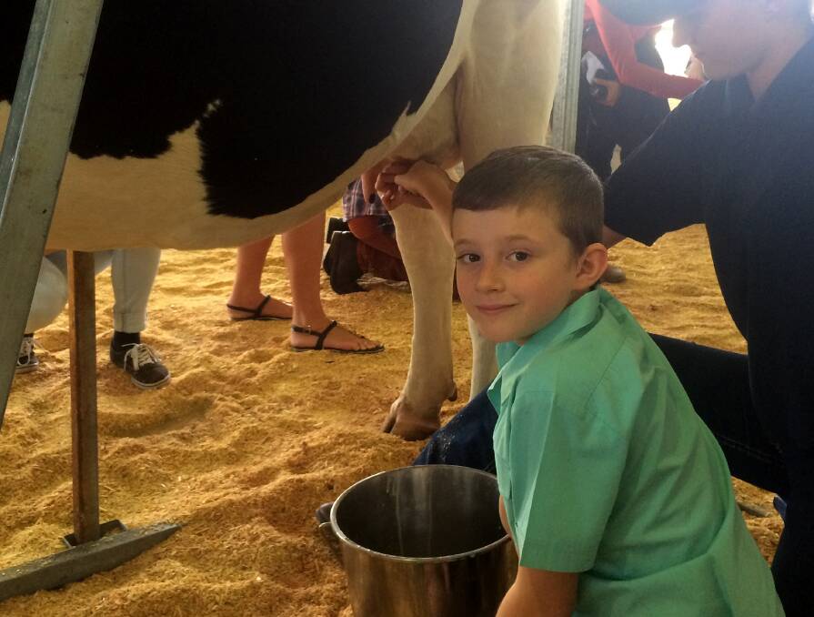 A youngster gives milking a try at last week's Rural Discovery Day. 