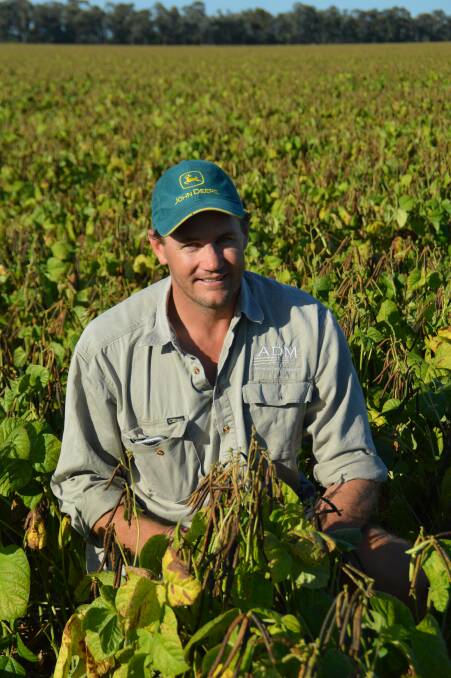 Perfect fit: Mungbeans meshed ideally with Ashley Geldard's irrigated farming system due to their requirement for less water than cotton. 