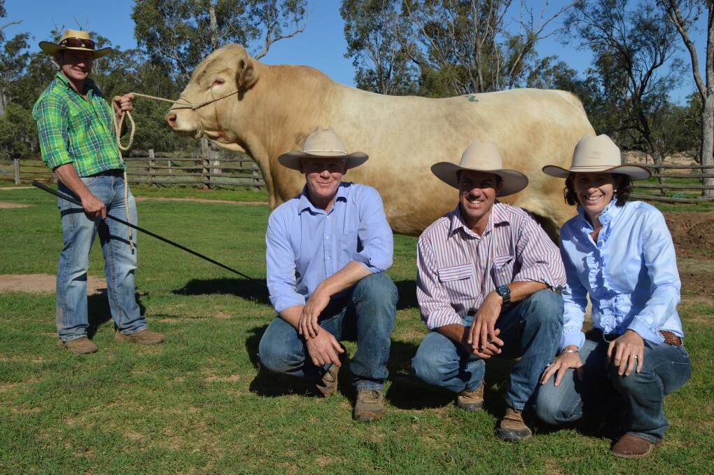 Top bull: Handler Lonnie Stone displays top priced bull Moongool Kartel, sold by Ivan Price to Alan and Natalie Goodland, Clare Charolais, Theodore. 