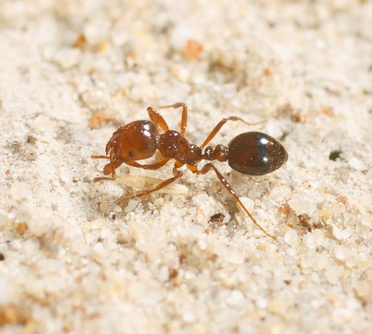 Debate flares: The Queensland Department of Agriculture and Fisheries remains adamant its fire ant eradication program is on track.