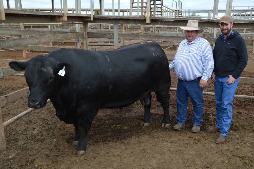 Top bull: Advance bull sale coordinator Steve Hayward and Acacia Angus Stud breeding manager Dave Thomson inspect sale topping bull Acacia K14, which sold for $15,000 on Saturday.