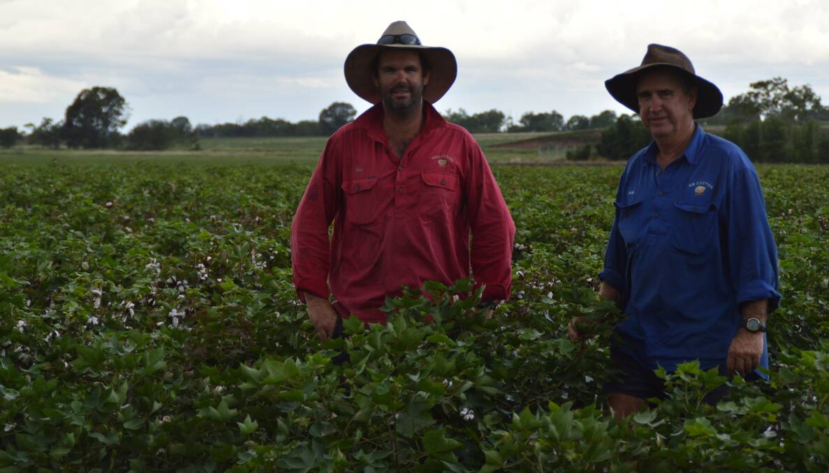 New strain: Dan Austin and his father Greg Austin, Kooroowatha, Theodore, are looking forward to reaping the benefits of Bollgard III when it becomes commercially available next cotton season.