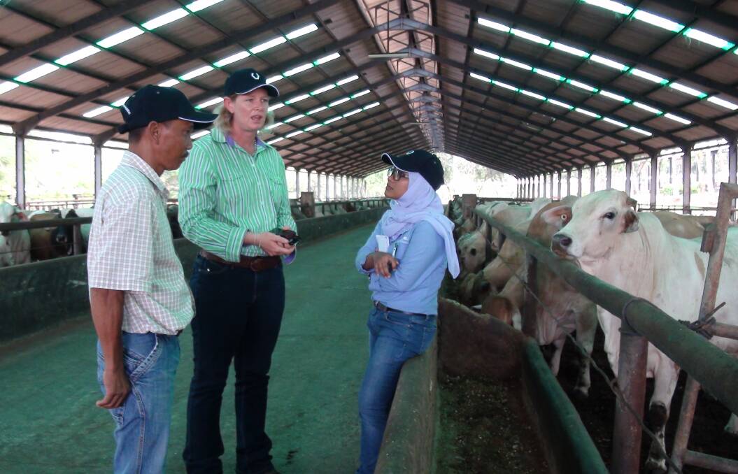 Top quality: Tania Sainsbury, Glandore, Monto, visited Indonesian feedlots to judge the Nutrition Service Associates feedlot steer competition in early April and was surprised by the high standard of entries.