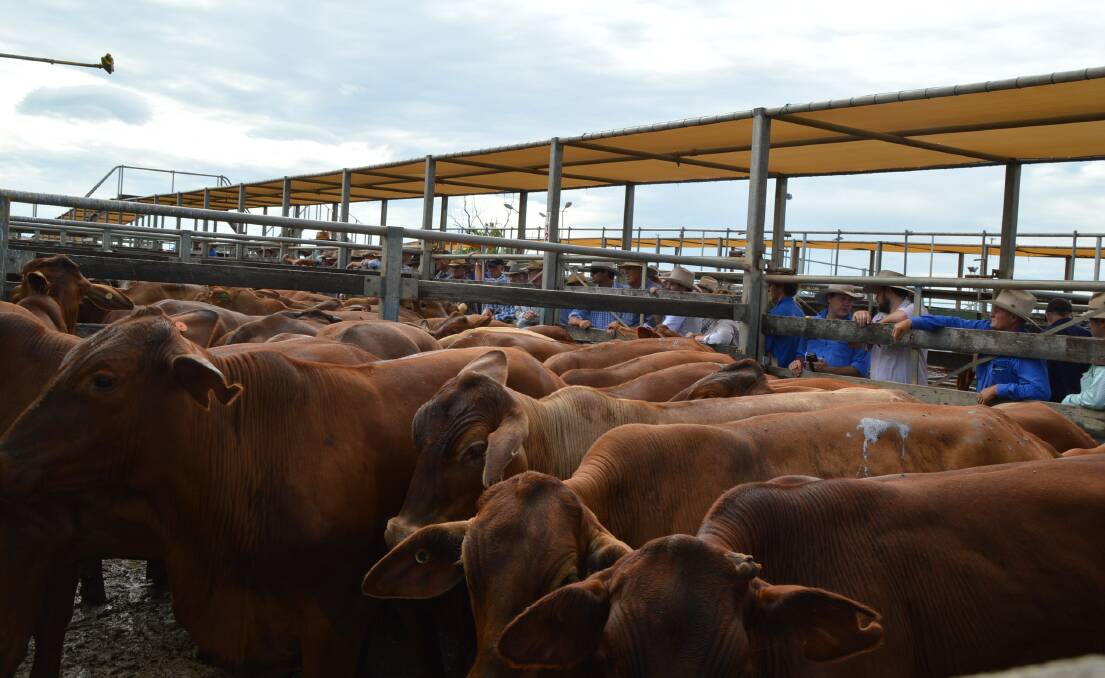 Consultation needed: Those affected by an introduction of a buyer fee at the Roma Saleyards are calling for consultation with the Maranoa Regional Council.