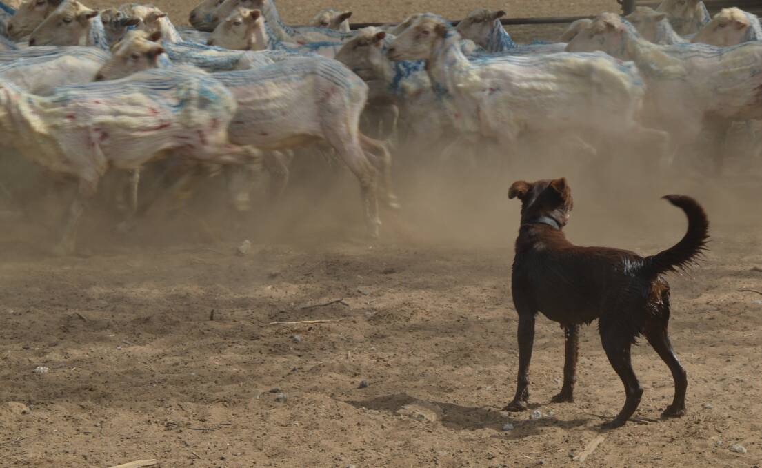 Utter concentration: Man's best friend watching on to ensure the day runs smoothly at Nindi-Thana, Dirranbandi.