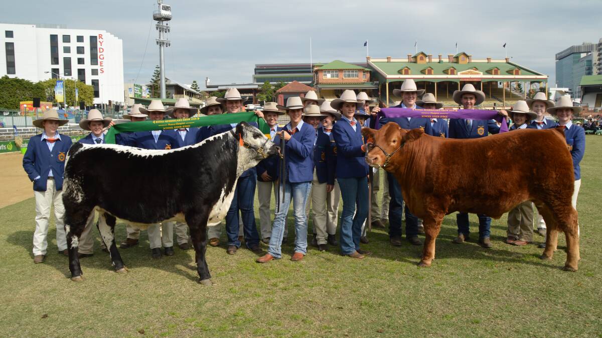 Celebrations begin: Cattle showing students of the West Moreton Anglican College, Ipswich, are celebrating hard earned success after winning both the champion and reserve champion prizes with their junior led steers.