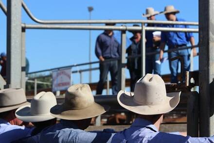 In battle: Key stakeholders in the live cattle trade at the Roma Saleyards have expressed great dissatisfaction over certain aspects within the recently introduced buyer fee.