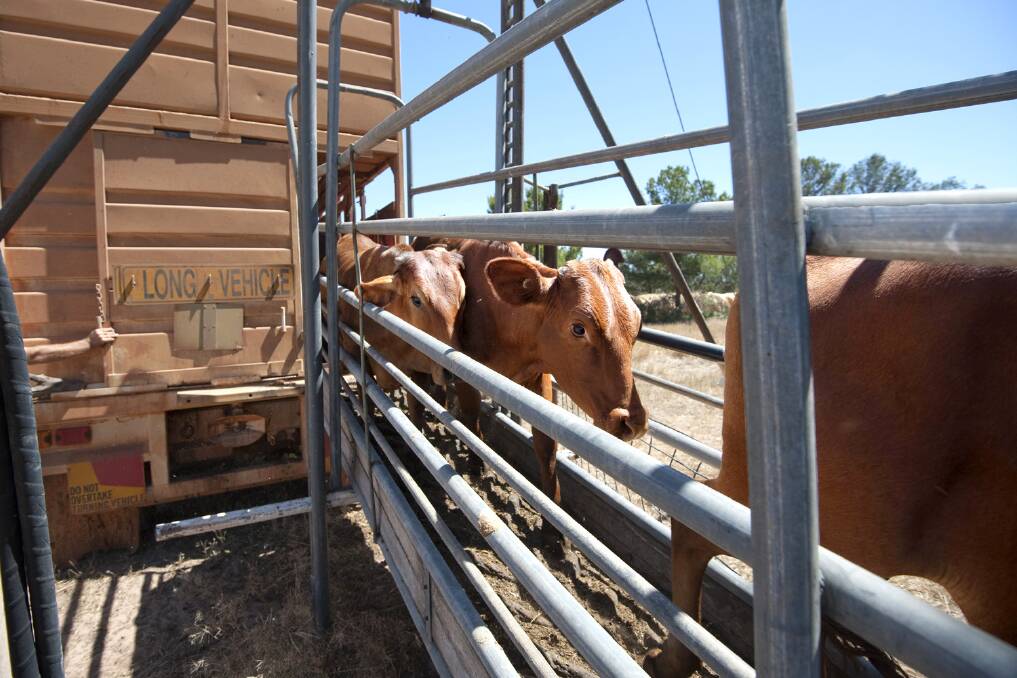 The Tate River crossing at Mareeba has been upgraded, allowing better access for cattle owners to get their animals to the saleyards.