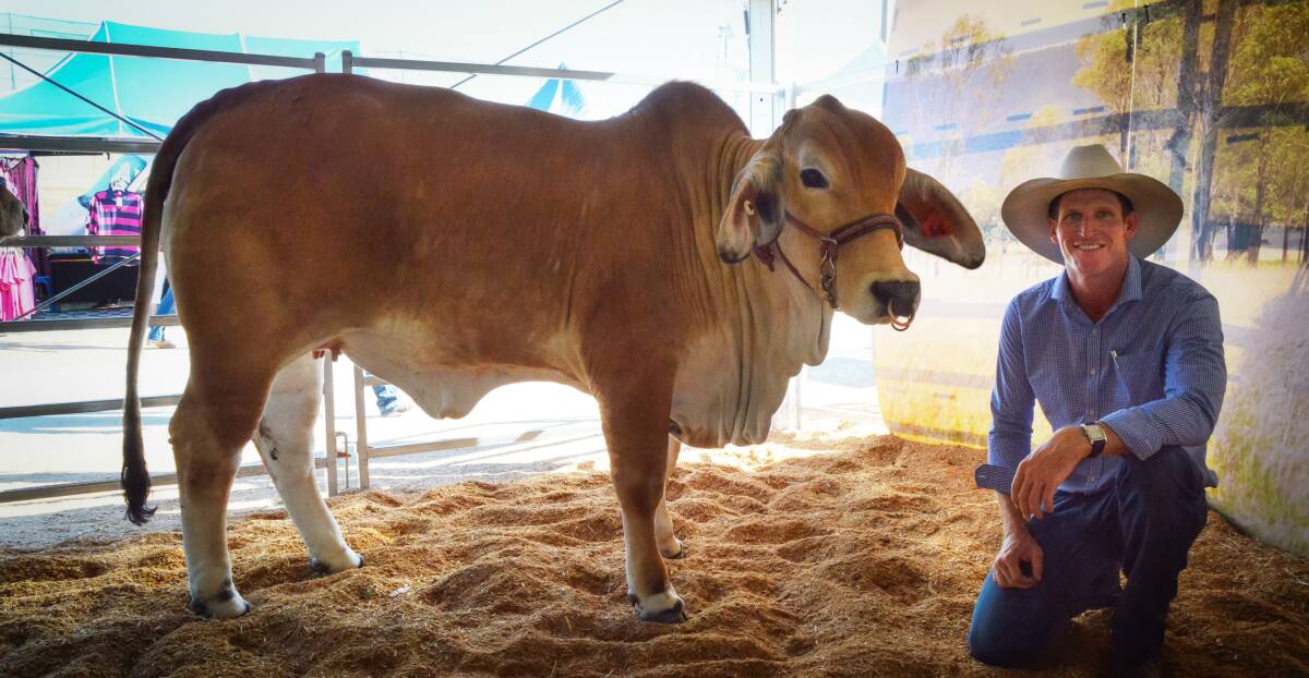 Ashley Kirk, Rockley Brahmans, Bajool with Rockley Miss Pearly 55 who sold for the top price of $12,000. 