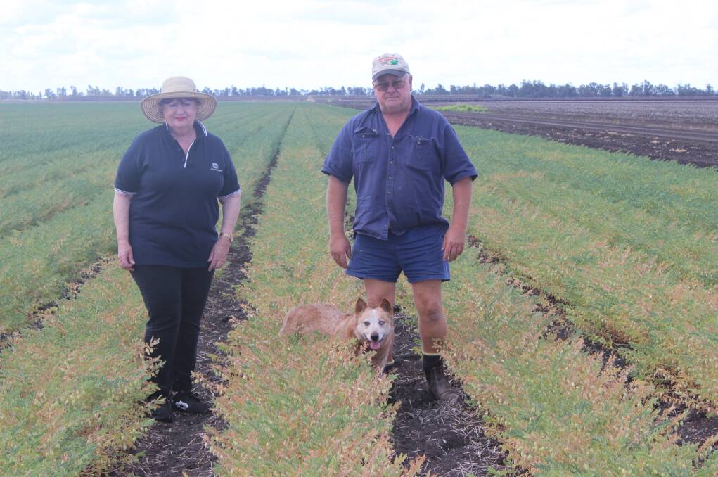 Diane and Glen Elsden, with their faithful companion, Cindy, checking over their chickpea crop.  