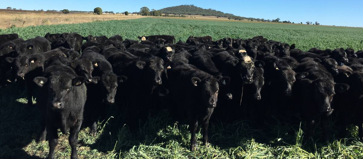 The Callanans work on a rotational grazing basis using grass and forage crops of winter oats and summer forage sorghum to grow out their weaners.