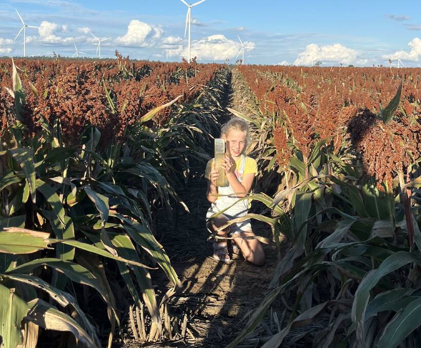 Emily Parkinson in the family sorghum crop prior to the rain event of the past fortnight. Picture: Rohan Parkinson