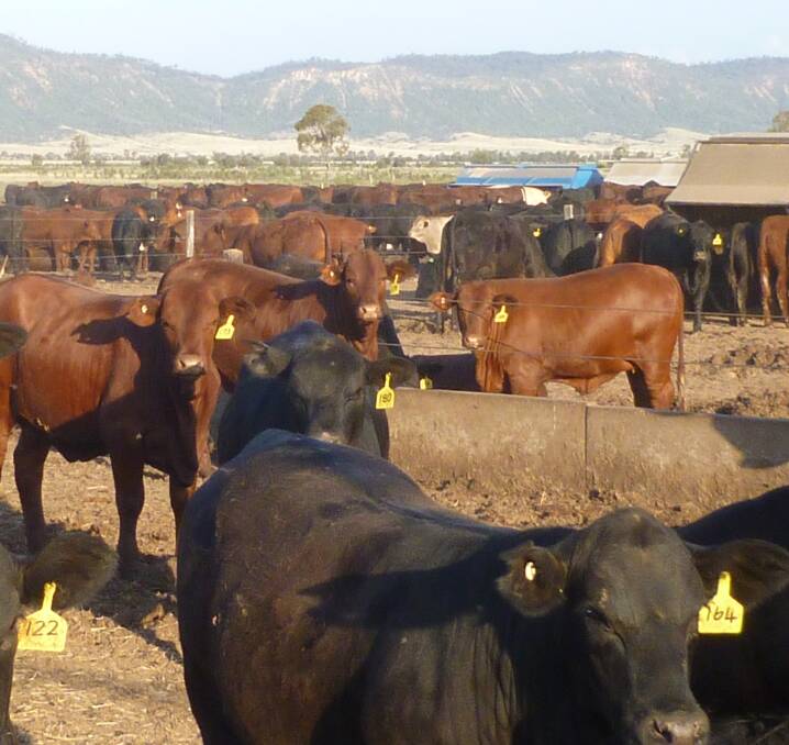Quality Santa Gertrudis and Santa Angus cross steers are fed for 100-day market, and sold through contracts and/or 100day grain fed MSA grid prices to processors at 14 to 16 months of age, dressing out at 330kg average. 