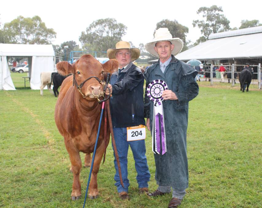 The junior champion interbreed bull was the Limousin Gold Crest Timbo T30 held by Les Lee, Leegra Fitting Services and sashed by judge David Greenup.