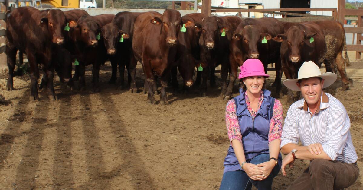 Nikki and Peter Mahony, Gyranda Santa Gertrudis Stud, Theodore with the line of steers they donated to the competition. Picture Helen Walker