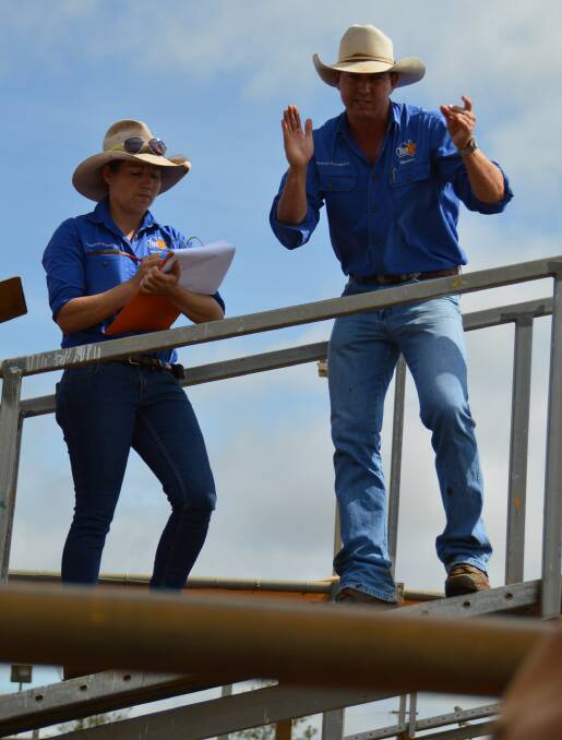 Roma Saleyards action: Sarah Parker and Carl Warren, TopX, Roma in action. 