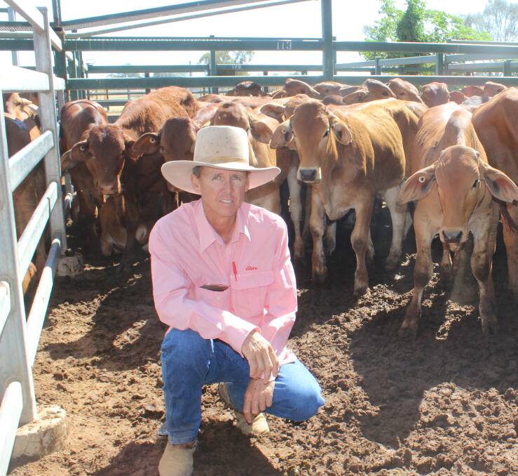 Scott Taylor, Elders, Winton attended the Blackal Store and Weaner sale to represent his clients Pathungra Proprietors, Boulia, who consigned a line of 400 Droughtmaster/Santa/Brahman cross weaners straight off their mothers. Picture: Helen Walker