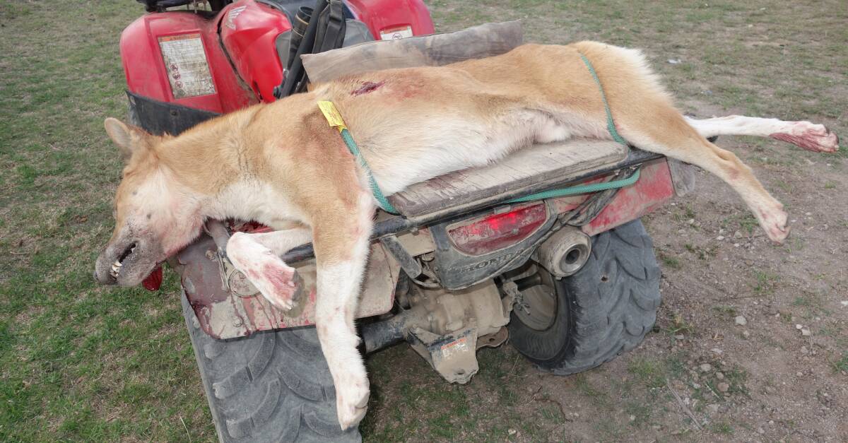 Big catch: This large wild dog was shot on Peter Reimers property, Pearsby, in the Traprock district west of Stanthorpe, near the homestead on Sunday evening.