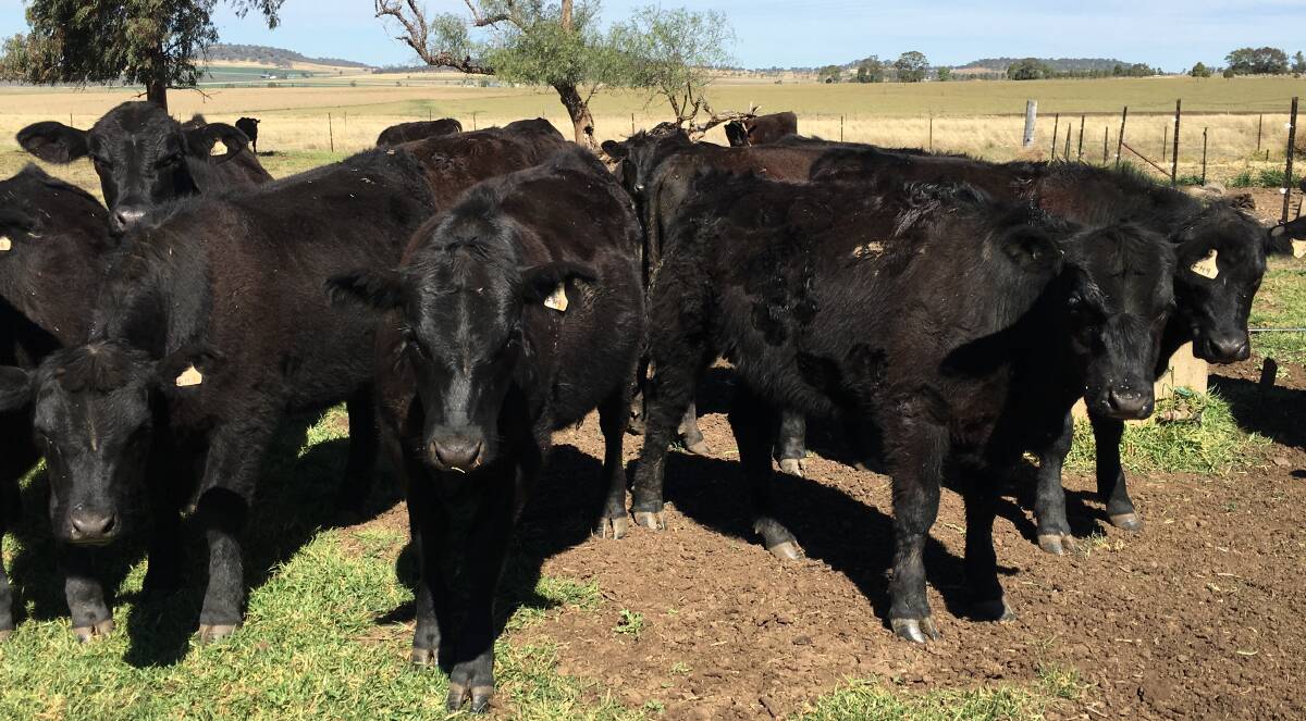 Weaner cattle are educated and worked with horses before a transition to bikes once they arrive at Wylarah, and once settled, quickly put on more kilograms.