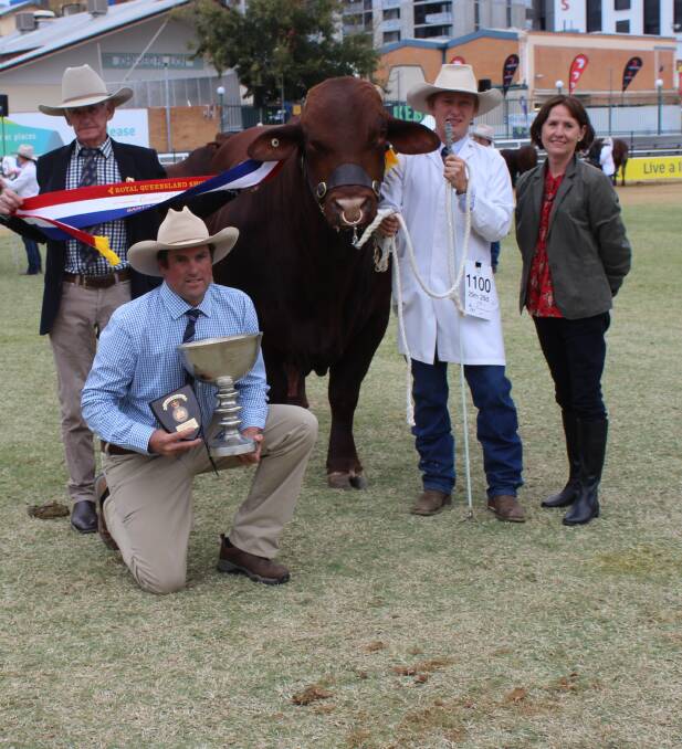 Grand Champion Santa Gertrudis Bull Dunlop Oilgrim is held by Alastair MacArthur, and decorated by James and Sue Walker, Cumberland, Longreach, with proud exhibitor Scott Dunlop, Dunlop Santa Gertrudis, Proston. 