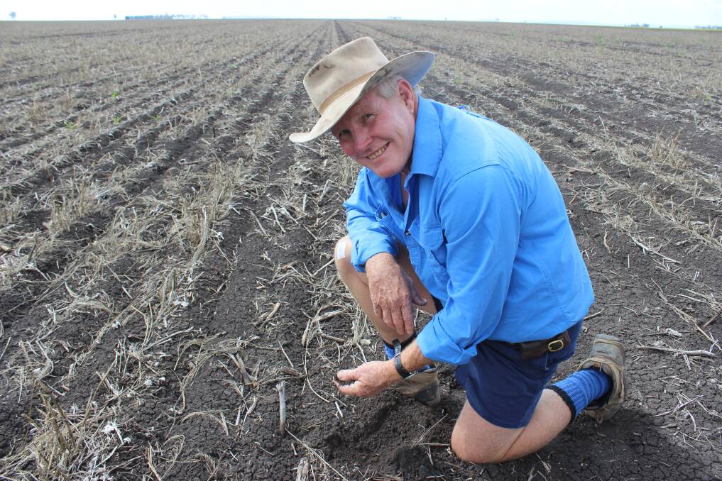 Dryland cotton grower Jamie Grant, Kielli, Jimbour checks out his soil moisture level after receiving 15mm of rain earlier this week.  