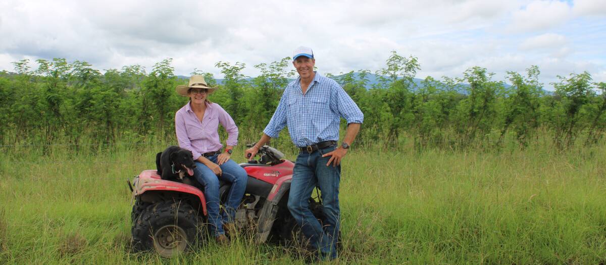 Alice and Ben Rougha are strong believers in leucaena and have planted 40ha. Picture Helen Walker. 