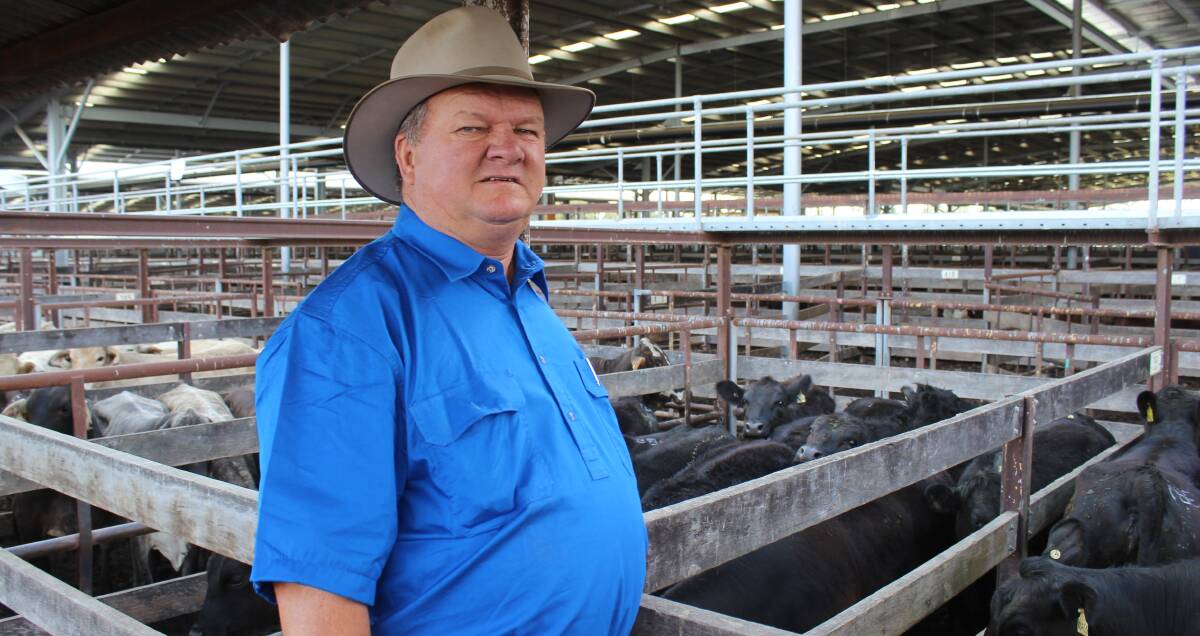 Feeder Heifers: Don Hart, Chinchilla with a a pen of Angus heifers he secured for 372.2c/kg for Amber Downs Feedlot, Wandoan. Picture: Helen Walker    