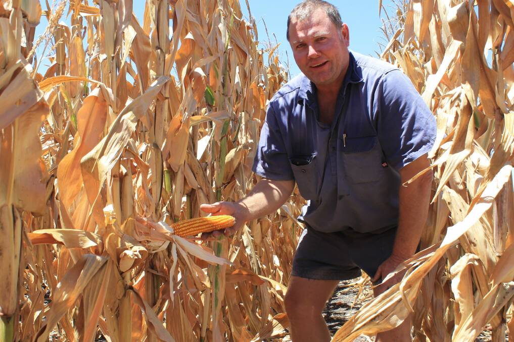 Brookstead district farmer, David Bailey said the relentless summer heat took its toll on his corn crop. He said the P1756 variety handled the conditions better than another corn variety he grew.