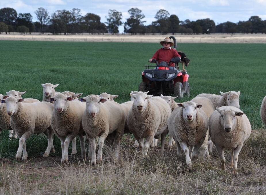 HOME ON THE FARM: Coolalee stud sheep breeder Joe Abbott moves his ewes and lamb onto a fresh paddock on his Tara property. 